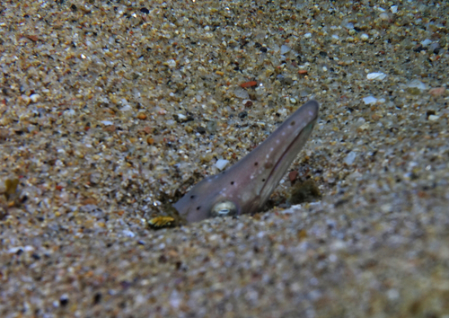 Giant Snake Eel - Photo (c) oriol_d, all rights reserved