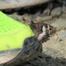 Rock Grayling - Photo (c) piripip, some rights reserved (CC BY-NC), uploaded by piripip