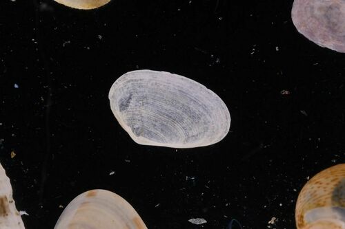 White Furrow-Shell - Photo (c) xavi salvador costa, some rights reserved (CC BY-NC)