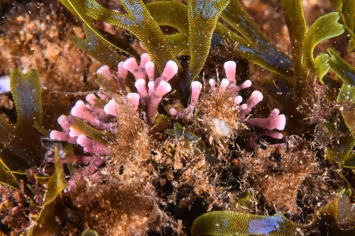 Rosy Calcareous Algae - Photo (c) xavi salvador costa, some rights reserved (CC BY-NC)