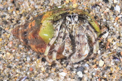 South-claw Hermit Crab - Photo (c) xavi salvador costa, some rights reserved (CC BY-NC)