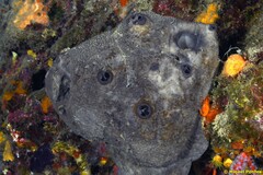 Grey Leather Sponge - Photo (c) Miquel Pontes, some rights reserved (CC BY-NC-SA), uploaded by Miquel Pontes