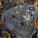 Grey Leather Sponge - Photo (c) Miquel Pontes, some rights reserved (CC BY-NC-SA), uploaded by Miquel Pontes