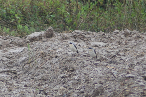 Northern Wheatear - Photo (c) mediambient_ajelprat, some rights reserved (CC BY-NC)