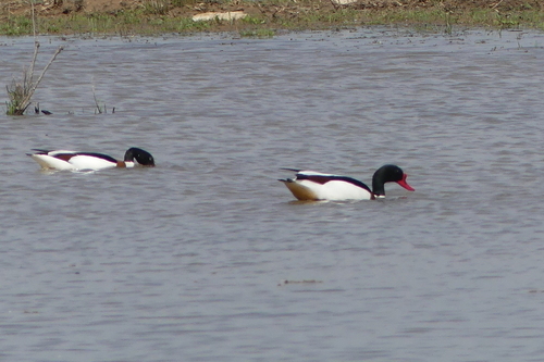 Common Shelduck - Photo (c) mediambient_ajelprat, some rights reserved (CC BY-NC)