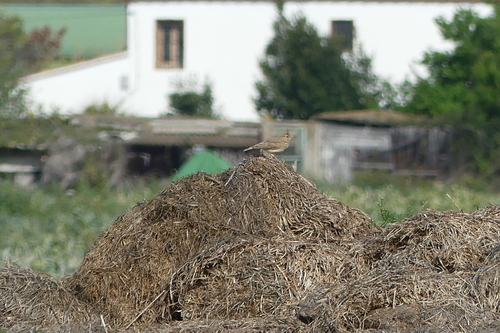 Crested Lark - Photo (c) mediambient_ajelprat, some rights reserved (CC BY-NC)