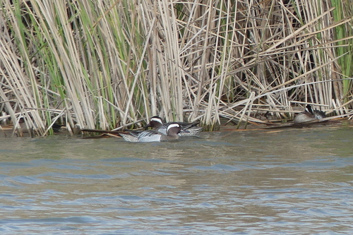 Garganey - Photo (c) mediambient_ajelprat, some rights reserved (CC BY-NC)
