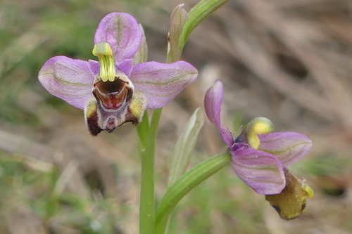 Ophrys fusca - Photo (c) mediambient_ajelprat, some rights reserved (CC BY-NC)