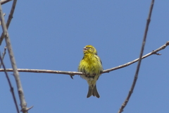 European Serin - Photo (c) mediambient_ajelprat, some rights reserved (CC BY-NC)
