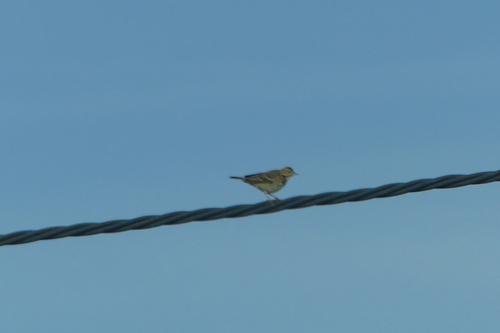 Tree Pipit - Photo (c) mediambient_ajelprat, some rights reserved (CC BY-NC)