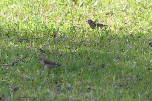 Eurasian Linnet - Photo (c) mediambient_ajelprat, some rights reserved (CC BY-NC)