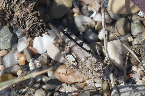 Blue-winged Grasshopper - Photo (c) mediambient_ajelprat, some rights reserved (CC BY-NC)