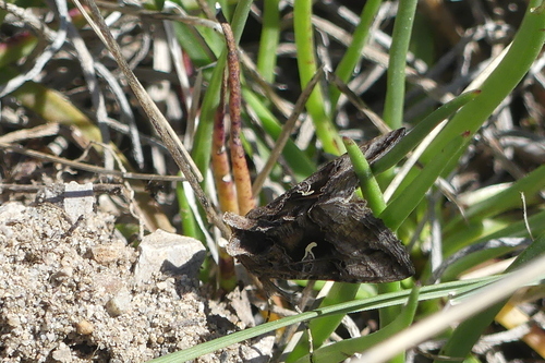 Autographa - Photo (c) mediambient_ajelprat, some rights reserved (CC BY-NC)