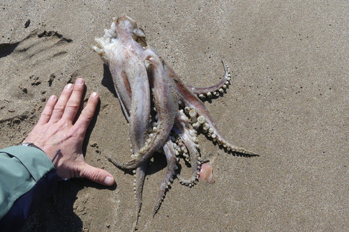 European Flying Squid - Photo (c) mediambient_ajelprat, some rights reserved (CC BY-NC)