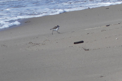 Snowy Plover - Photo (c) mediambient_ajelprat, some rights reserved (CC BY-NC)