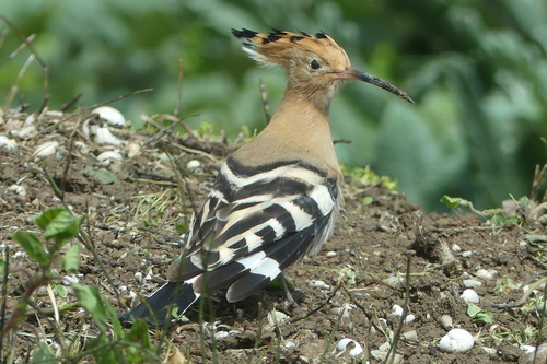 Common Hoopoe - Photo (c) mediambient_ajelprat, some rights reserved (CC BY-NC)