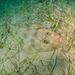 Shovelnose Guitarfish - Photo (c) xavi salvador costa, some rights reserved (CC BY-NC), uploaded by xavi salvador costa