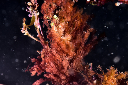 Beauty Bush Alga - Photo (c) xavi salvador costa, some rights reserved (CC BY-NC)