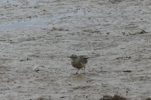 Water Pipit - Photo (c) mediambient_ajelprat, some rights reserved (CC BY-NC)