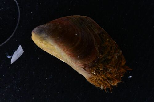 Half-hairy Mussel - Photo (c) xavi salvador costa, some rights reserved (CC BY-NC)