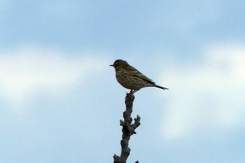 Meadow Pipit - Photo (c) mediambient_ajelprat, some rights reserved (CC BY-NC)