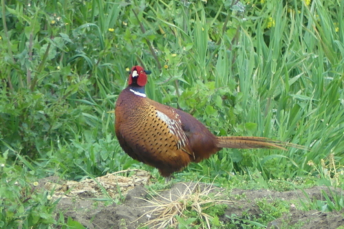 Ring-necked Pheasant - Photo (c) mediambient_ajelprat, some rights reserved (CC BY-NC)