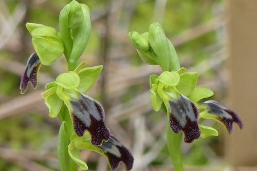 Ophrys fusca - Photo (c) mediambient_ajelprat, some rights reserved (CC BY-NC)