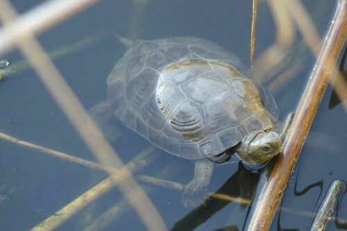 Mediterranean Turtle - Photo (c) mediambient_ajelprat, some rights reserved (CC BY-NC)
