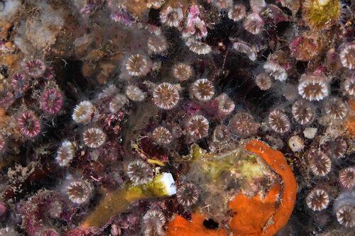 Polycyathus muellerae - Photo (c) xavi salvador costa, some rights reserved (CC BY-NC)