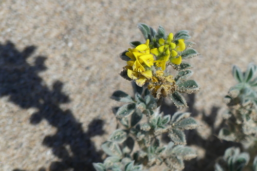 Medicago marina - Photo (c) mediambient_ajelprat, some rights reserved (CC BY-NC)