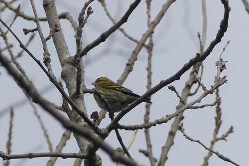 Carduelis spinus - Photo (c) mediambient_ajelprat, some rights reserved (CC BY-NC)