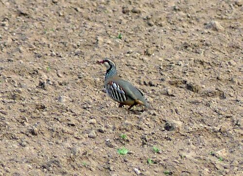 Red-legged Partridge - Photo (c) mediambient_ajelprat, some rights reserved (CC BY-NC)