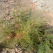 French Tamarisk - Photo (c) ramonservitje, some rights reserved (CC BY-NC), uploaded by ramonservitje