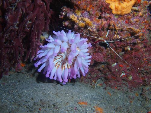 Blunt-tentacled Anemone - Photo (c) xavi salvador costa, some rights reserved (CC BY-NC)