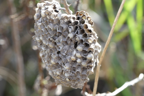 Typical Paper Wasps - Photo (c) mediambient_ajelprat, some rights reserved (CC BY-NC)