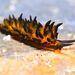 Placida cremoniana - Photo (c) xavi salvador costa, some rights reserved (CC BY-NC), uploaded by xavi salvador costa