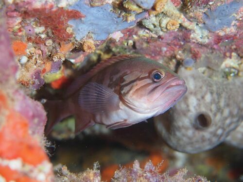 Dogtooth Grouper - Photo (c) xavi salvador costa, some rights reserved (CC BY-NC)