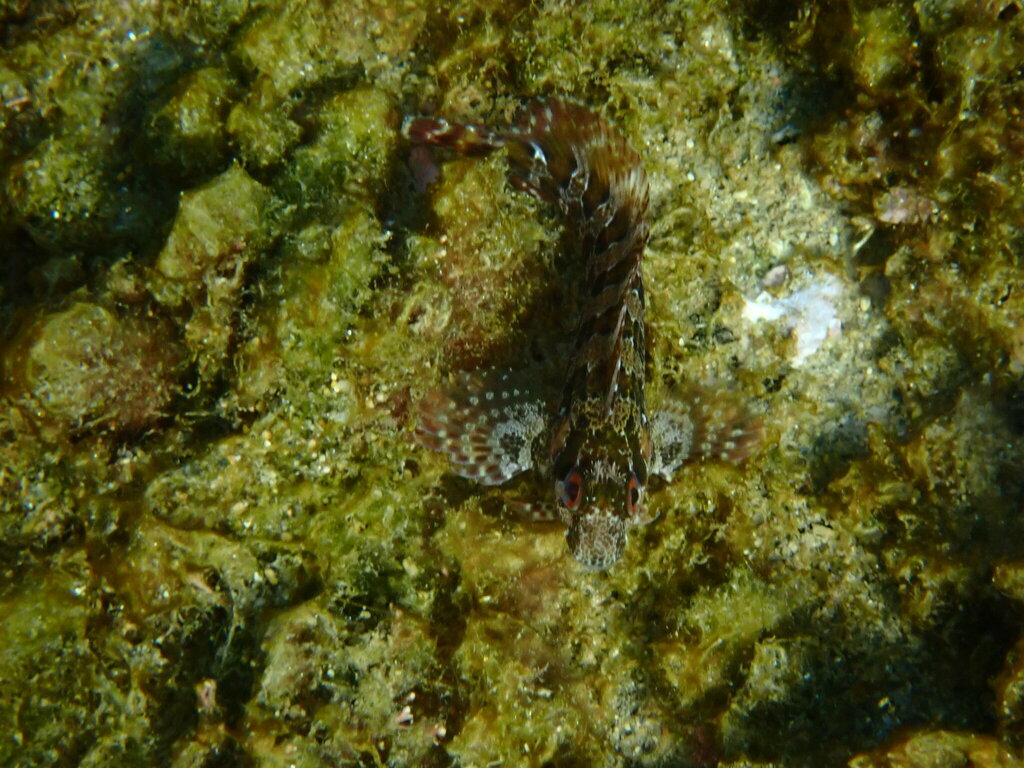 Tompot Blenny from Platja de la Nova Mar Bella, Barcelona, Espanya on