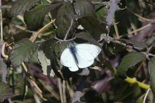 Green-veined White - Photo (c) mediambient_ajelprat, some rights reserved (CC BY-NC)