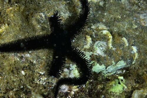 Black Brittle-Star - Photo (c) xavi salvador costa, some rights reserved (CC BY-NC)