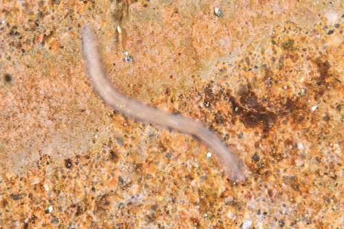 Prosthiostomum siphunculus - Photo (c) xavi salvador costa, some rights reserved (CC BY-NC)