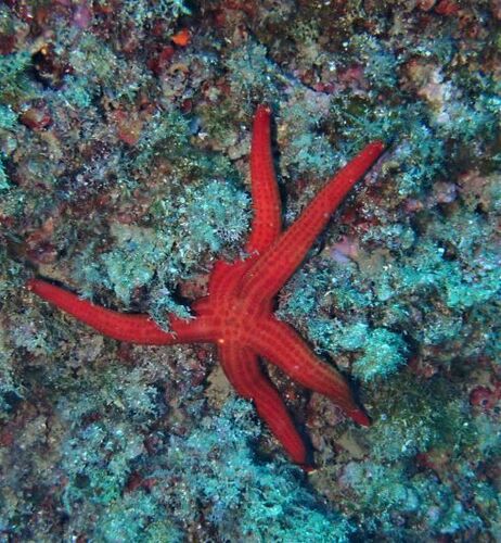 Smooth Sea Star - Photo (c) Guillermo Alvarez Lerma, some rights reserved (CC BY-NC)