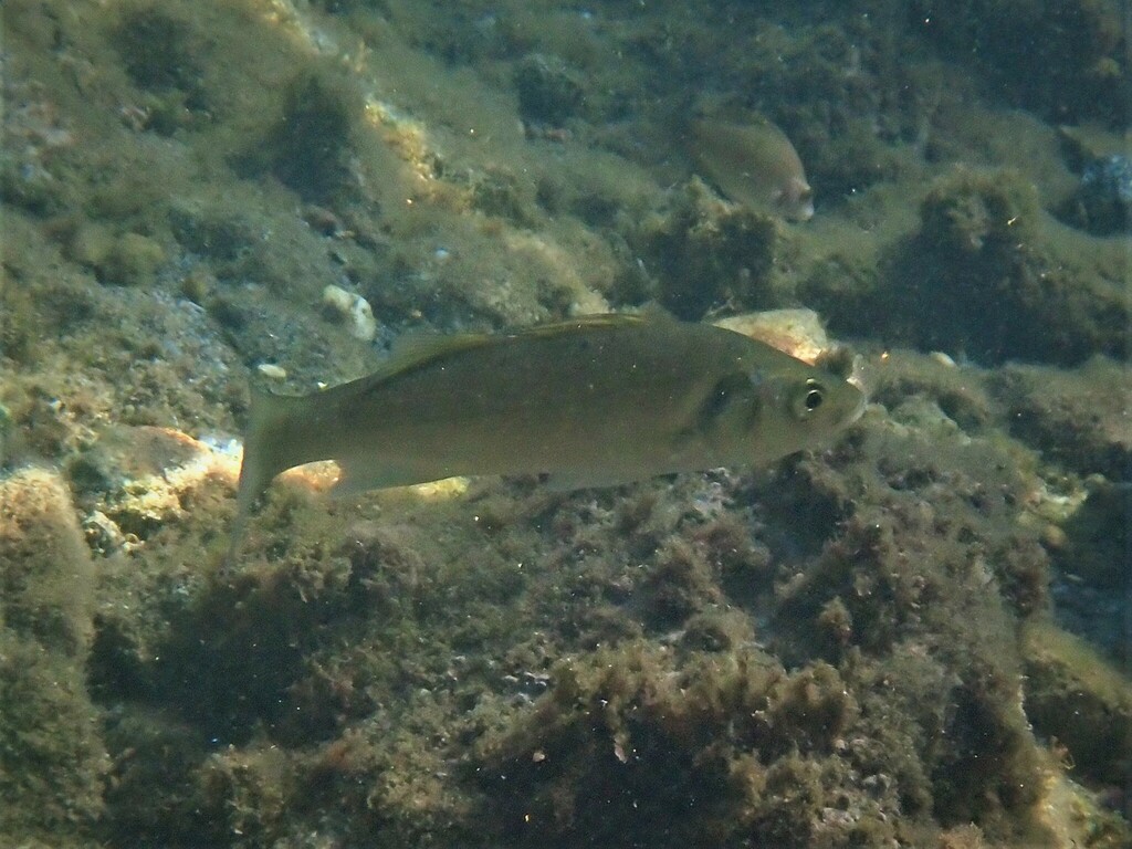 Dicentrarchus labrax from Playa de San Sebastián, Barcelona, España on