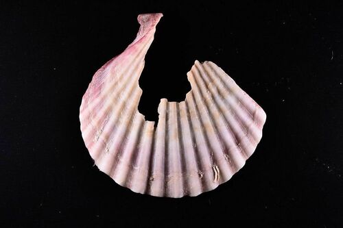 Pecten - Photo (c) xavi salvador costa, some rights reserved (CC BY-NC)