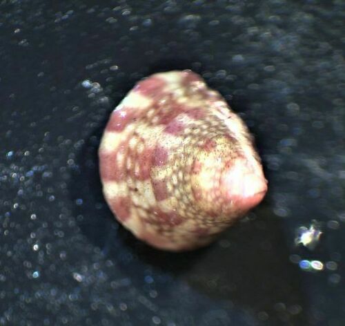 Rough Topshell - Photo (c) Guillermo Alvarez Lerma, some rights reserved (CC BY-NC)