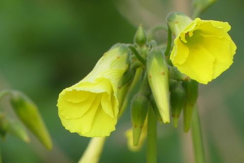 Bermuda Buttercup - Photo (c) mediambient_ajelprat, some rights reserved (CC BY-NC)