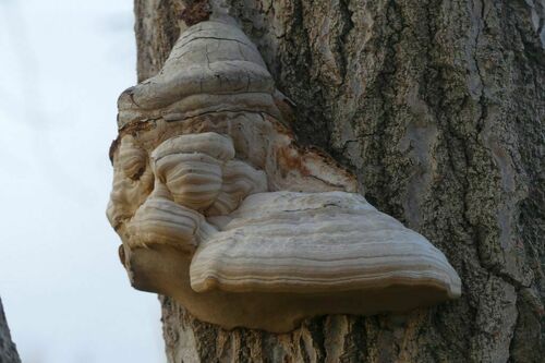 Hoof Fungus - Photo (c) mediambient_ajelprat, some rights reserved (CC BY-NC)