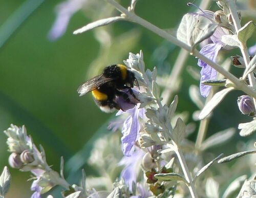 Bumble Bees - Photo (c) mediambient_ajelprat, some rights reserved (CC BY-NC)