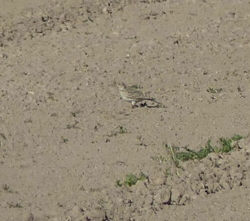 Eurasian Skylark - Photo (c) mediambient_ajelprat, some rights reserved (CC BY-NC)