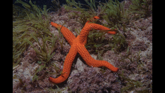 Mediterranean Red Sea Star - Photo (c) oriol_d, all rights reserved